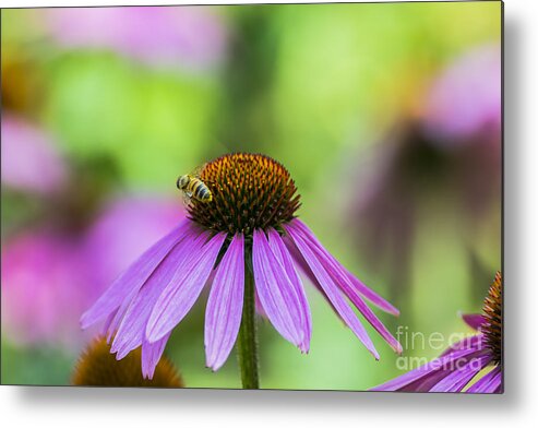 Flickr Explore Metal Print featuring the photograph Pollen Tracks... by Dan Hefle
