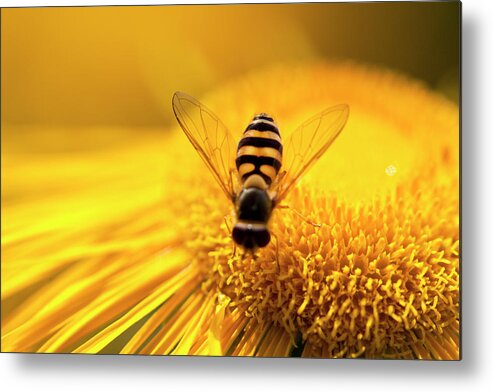 Insect Metal Print featuring the photograph Pollination by Letty17