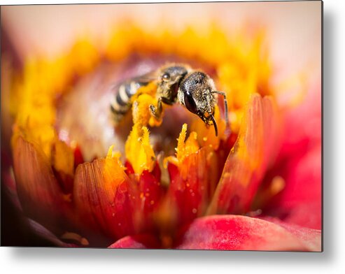 Pollination Metal Print featuring the photograph Pollination by Priya Ghose