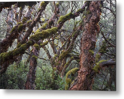 Cyril Ruoso Metal Print featuring the photograph Polylepis Forest Cordillera Blanca Peru by Cyril Ruoso