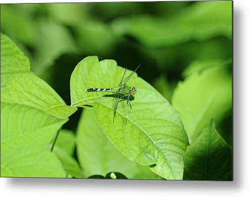 Dragonfly Metal Print featuring the photograph Pond Hawk by David Armstrong