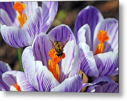 Hover Fly Metal Print featuring the photograph Popping Spring Crocus by Debbie Oppermann