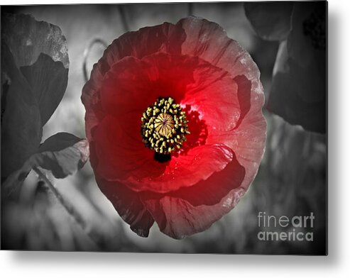 Poppy Metal Print featuring the photograph Poppy Color Splash by Clare Bevan
