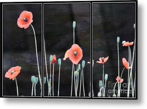 Poppies Metal Print featuring the photograph Poppy Triptych    by Yumi Johnson
