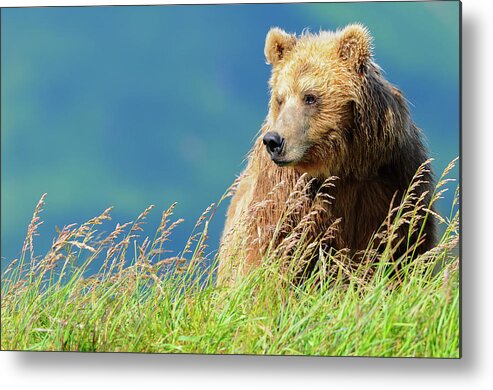 Grizzly Metal Print featuring the photograph Portrait Of A Brown Bear Portrait by Deb Garside