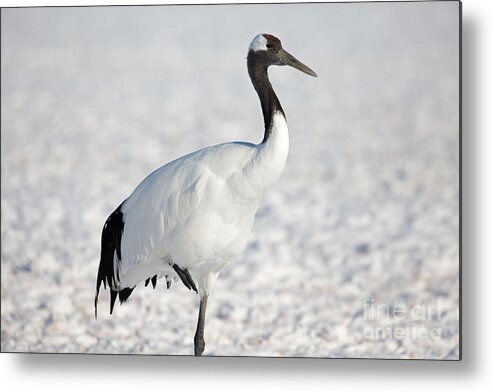 Red-crowned Crane Metal Print featuring the photograph Portrait of Red-Crowned Crane by Natural Focal Point Photography