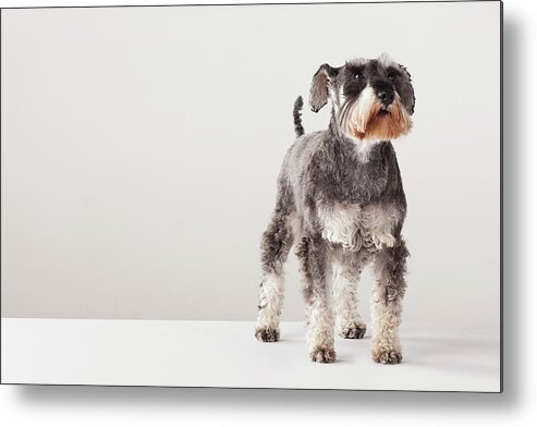 Pets Metal Print featuring the photograph Portrait Of Schnauzer by Compassionate Eye Foundation/david Leahy