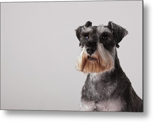 Pets Metal Print featuring the photograph Portrait Of Schnauzer, Headshot by Compassionate Eye Foundation/david Leahy