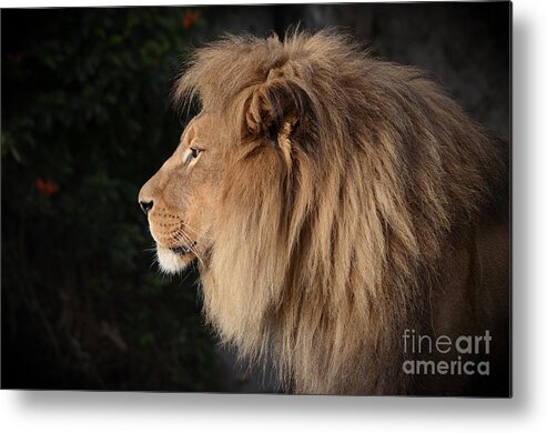 Lion Metal Print featuring the photograph Portrait of the King of the Jungle by Jim Fitzpatrick