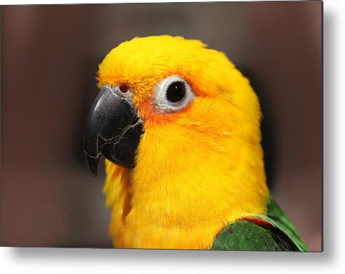 Conure Metal Print featuring the photograph Portrait of Tinga by Andrea Lazar