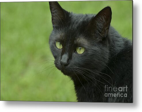 Cat Metal Print featuring the photograph Portrait of Satin by Donna Brown