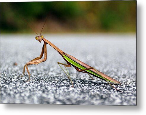 Insects Metal Print featuring the photograph Posing for the Camera by Jennifer Robin