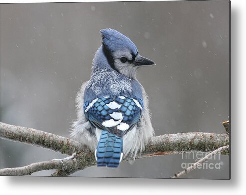 Blue Jay Metal Print featuring the photograph Posing in the Storm by Jayne Carney