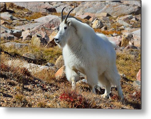 Mountain Metal Print featuring the photograph Posing Mountain Goat by Tranquil Light Photography