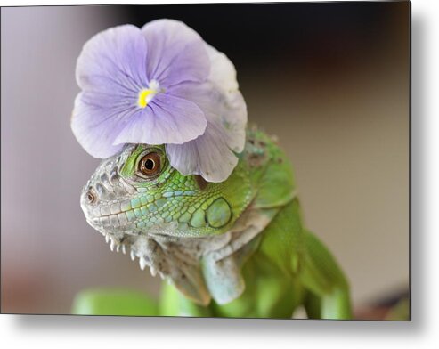 Nicely Muted Brownish Background Of My Iguana Posing With Pansie On Her Head Metal Print featuring the painting Potrait of Chacoia by Virginia Bond