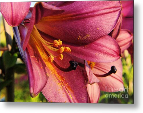 Flowers Metal Print featuring the photograph Powdered Pollen by Jeff Swan