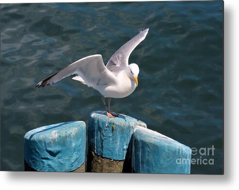 Seagull Metal Print featuring the photograph Prepare for Flight by Tammie Miller