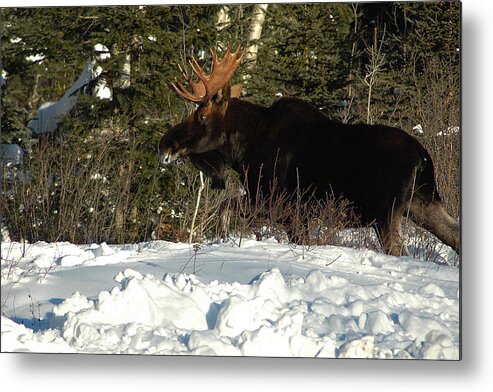Bull Moose Metal Print featuring the photograph Pretty Bull by Sandra Updyke
