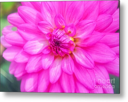 Peggy Franz Flowers Metal Print featuring the photograph Pretty In Pink Dahlia by Peggy Franz