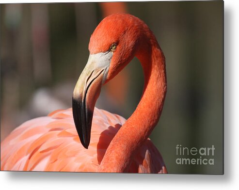 Flamingo Metal Print featuring the photograph Pretty Pose by Jayne Carney