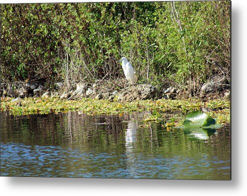 Florida Wildlife Metal Print featuring the photograph Pretty Poser by Audrey Robillard