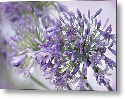 Agapatha Metal Print featuring the photograph Pretty Purple Lily of the Nile by Sabrina L Ryan