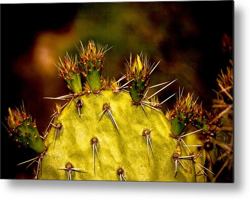 Prickly Pear Metal Print featuring the photograph Prickly Pear Spring by Roger Passman