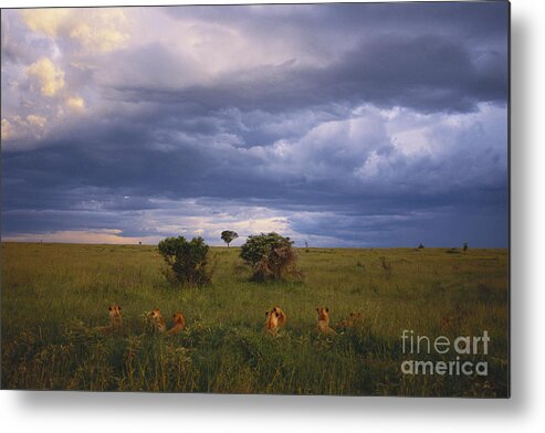 Outdoors Metal Print featuring the photograph Pride Of Lions by Art Wolfe