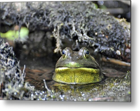 Frog Metal Print featuring the photograph Bullfrog by Glenn Gordon