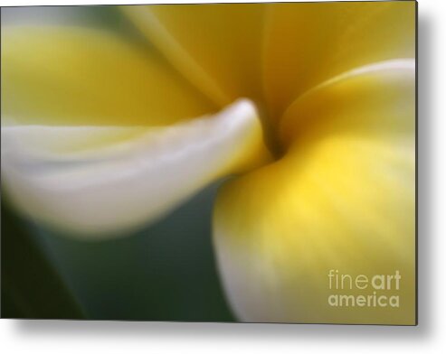 Floral Metal Print featuring the photograph Princess Plumeria by Mary Lou Chmura