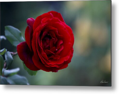Red Metal Print featuring the photograph Profile of a Red Rose by Diana Haronis