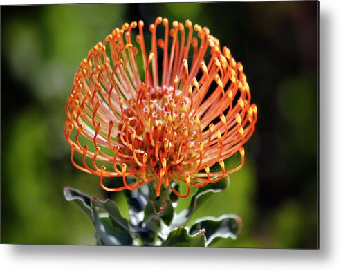 Protea Metal Print featuring the photograph Protea - One of the Oldest Flowers on Earth by Alexandra Till