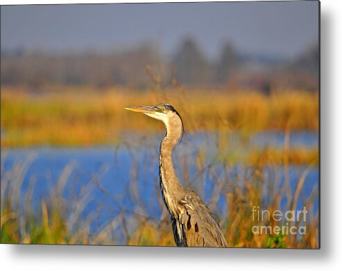 Heron Metal Print featuring the photograph Proud Profile by Al Powell Photography USA