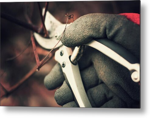 People Metal Print featuring the photograph Pruning A Grapevine by Jill Ferry Photography