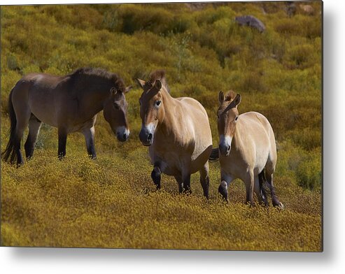 Feb0514 Metal Print featuring the photograph Przewalskis Horse Trio In Grassland by San Diego Zoo