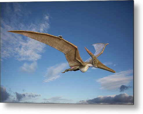 3 Dimensional Metal Print featuring the photograph Pteranodon In Flight by Roger Harris/science Photo Library