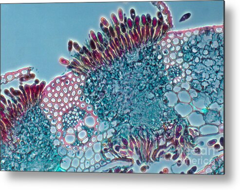 Science Metal Print featuring the photograph Puccinia Graminis, Fungus by Robert Knauft / Biology Pics