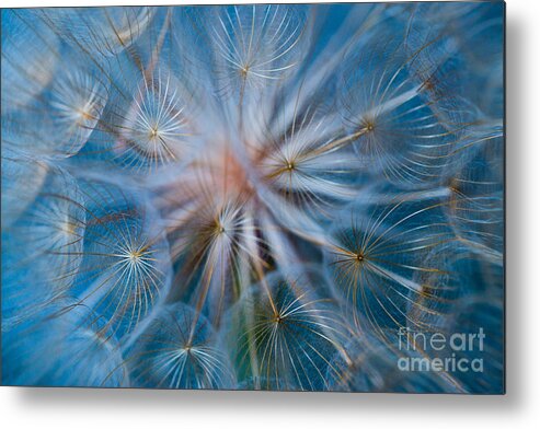 Puff-ball Metal Print featuring the photograph Puff-ball in blue by Jaroslaw Blaminsky