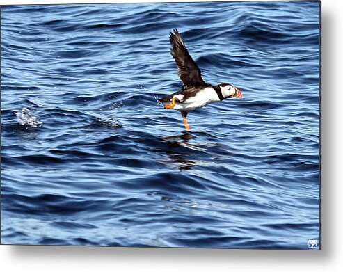 Puffin Metal Print featuring the photograph Puffin Take Off by John Meader