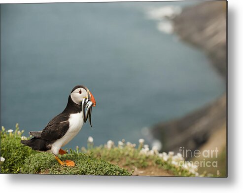 Arctica Metal Print featuring the photograph Puffin with Sandeels by Anne Gilbert