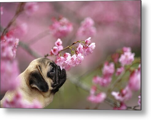 Pets Metal Print featuring the photograph Pug With Sakura by All Photos Taken By Donfer Lu