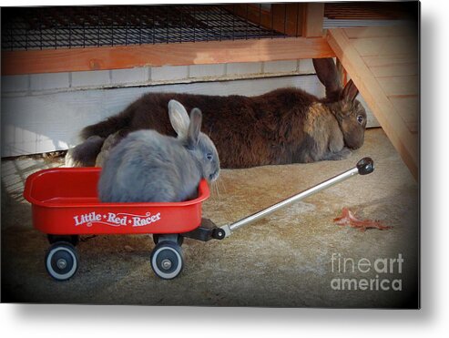 Rabbit Metal Print featuring the photograph Pull Me Mom by Renee Trenholm