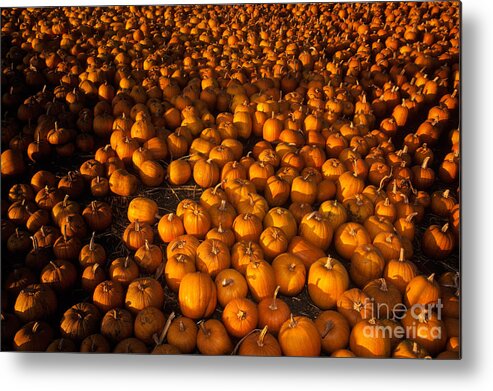 Agriculture Metal Print featuring the photograph Pumpkins by Ron Sanford