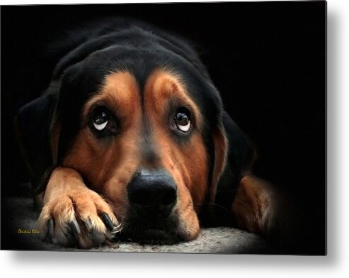 Dog Metal Print featuring the mixed media Puppy Dog Eyes by Christina Rollo