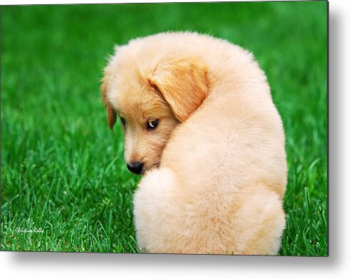 Golden Retriever Metal Print featuring the photograph Puppy Love by Christina Rollo