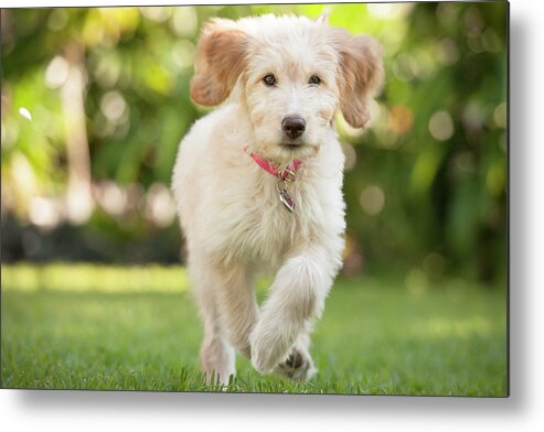 Pets Metal Print featuring the photograph Puppy Running Through The Grass by Chris Stein
