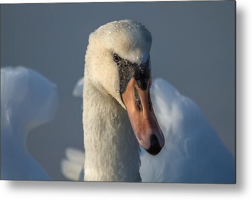 Swans Metal Print featuring the photograph Purity In The Eyes by Rose-Maries Pictures