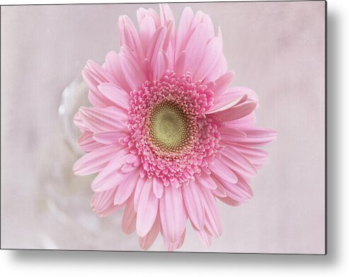 Gerbera Daisy Metal Print featuring the photograph Purity of the Heart by Kim Hojnacki