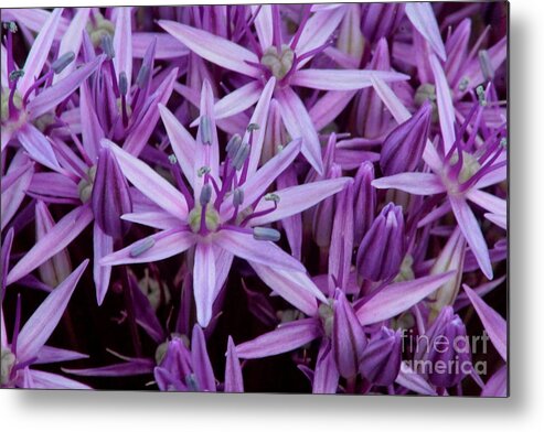 Purple Flowers Metal Print featuring the photograph Purple Allium by Jonathan Harper