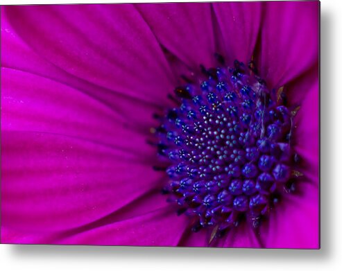 Blossom Metal Print featuring the photograph Purple and Pink by Elaine Goss